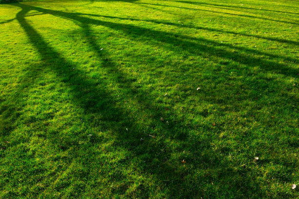 草地上的树影图片下载