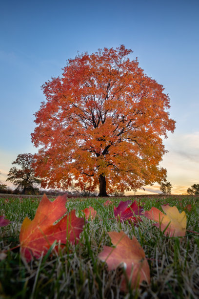 枫叶与秋天橙色的叶子图片下载