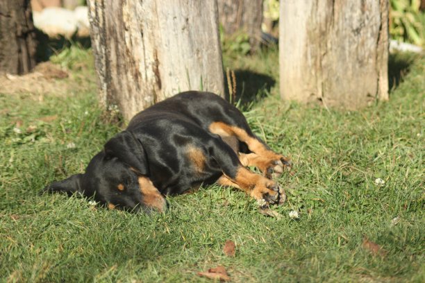 腊肠狗图片下载