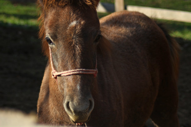 马的头图片下载