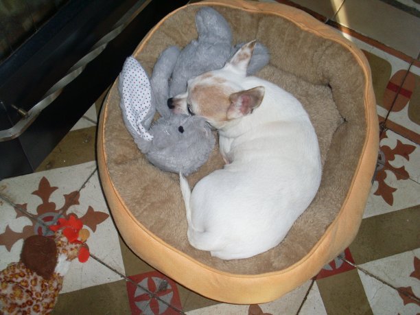 白色的吉娃娃和她的泰迪熊睡觉图片下载