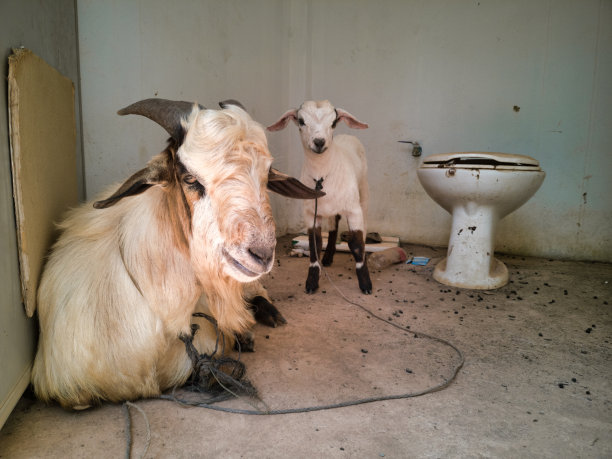 小山羊和山羊妈妈在公共浴室里避暑图片下载