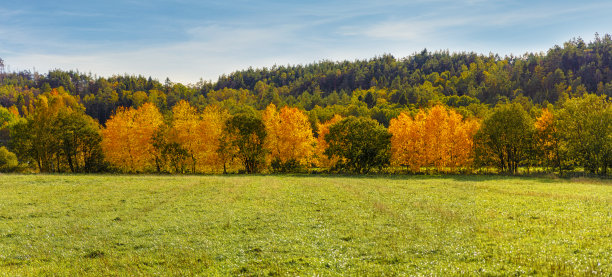 秋天的桦树图片下载