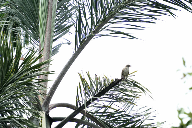 条纹耳的球耳图片下载