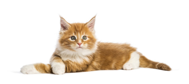 缅因猫，8周大，白色背景图片下载