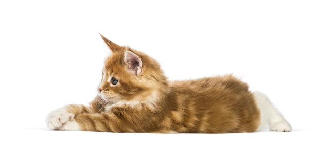 缅因猫，8周大，白色背景图片下载