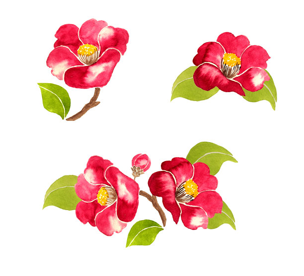 山茶花图片下载