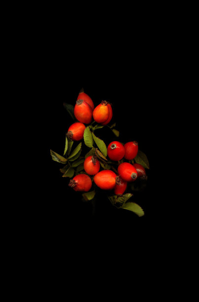 黑色背景上长着野玫瑰果实的树枝图片下载
