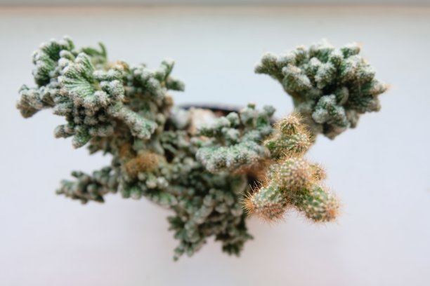 俯视图小绿色仙人掌植物图片下载