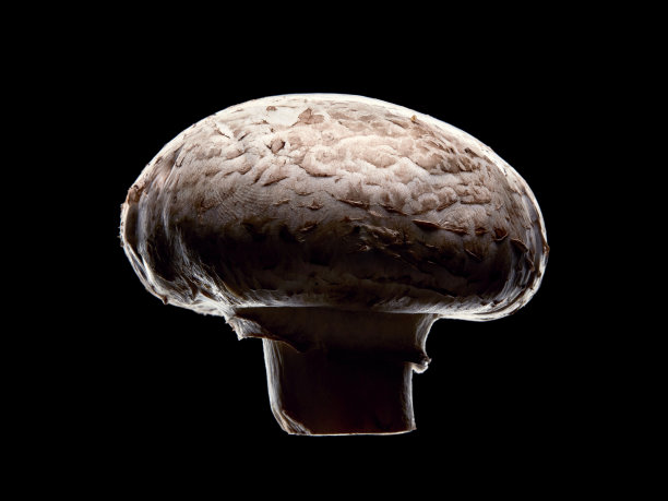 这是一整只蘑菇的微距镜头图片下载