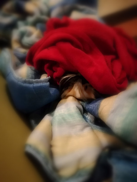 印度牛肝菌图片下载