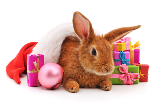 一只棕色的兔子戴着圣诞帽，上面有礼物。图片下载