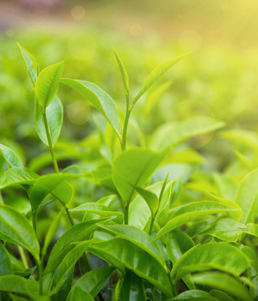 早晨阳光下的茶叶图片下载