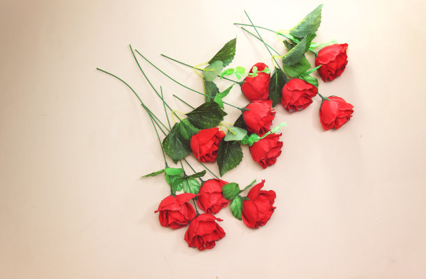 美丽的玫瑰花孤立在粉红色的背景图片下载