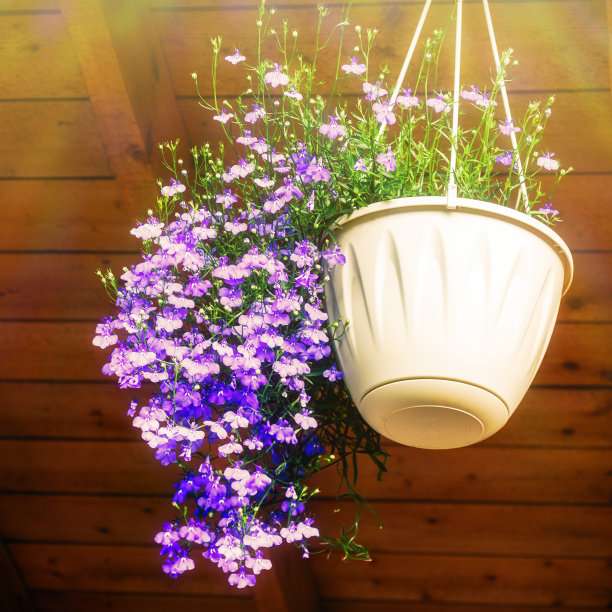 晨曦中，半边莲悬挂在奶油色的花盆里图片下载