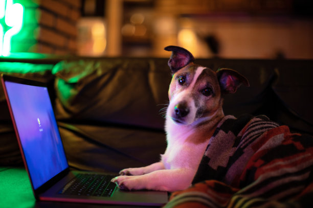 狗在家工作很舒服图片下载