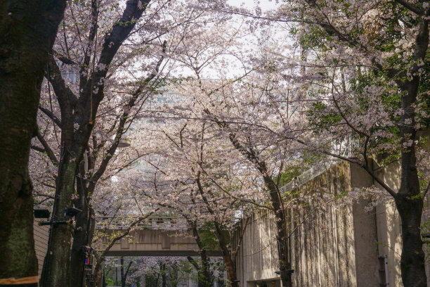 六本木1-chome的樱桃树成行图片下载