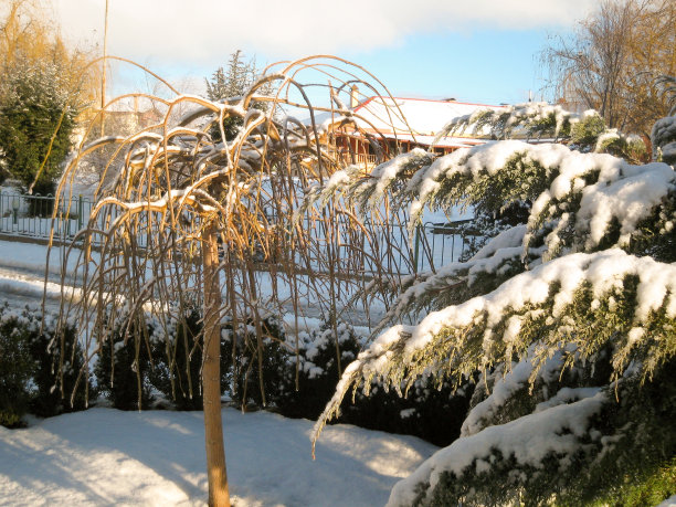 冬天的雪和鸟图片下载