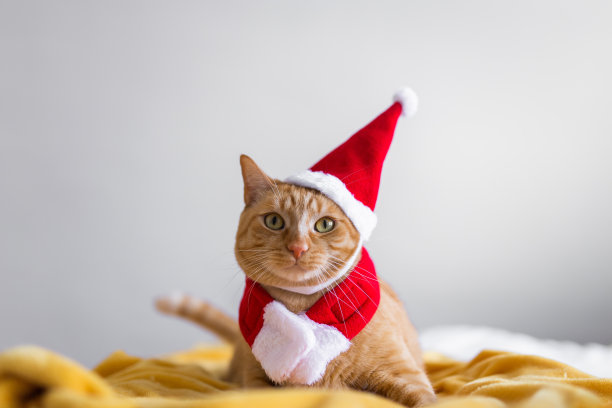 猫的圣诞帽图片下载