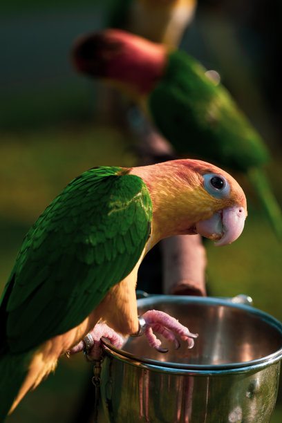 普罗特图片下载