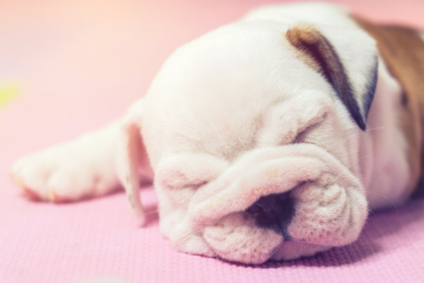 英国斗牛犬躺在彩色背景上。特写照片。白色的小狗在睡觉。图片下载
