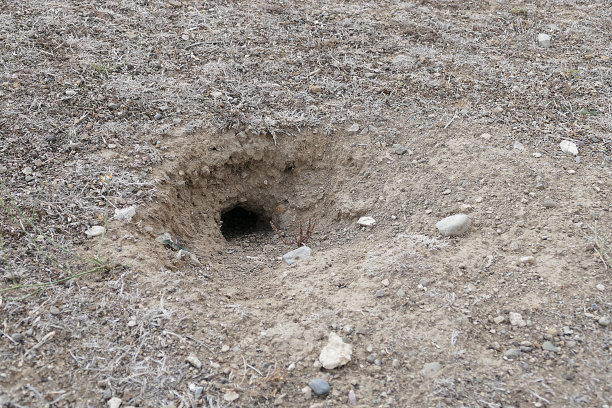 老鼠和蛇在自然界筑巢，图片下载