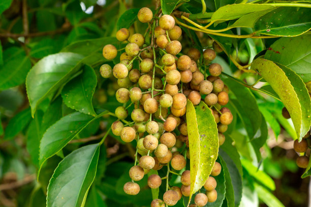 Bishop wood (Bischofia javanica)水果特写-长键自然地区，戴维，佛罗里达，美国图片下载