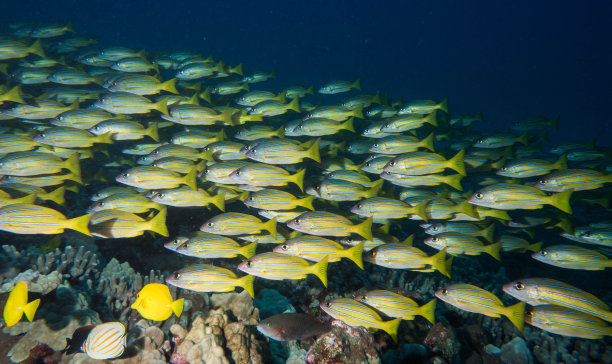 潜水，钓鱼，水下，夏威夷，图片下载