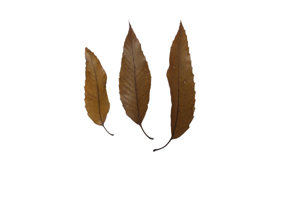 烤的叶子图片下载