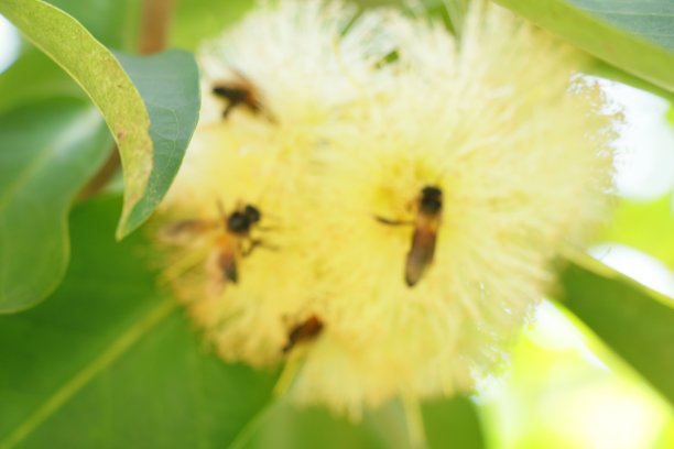 花上的蜜蜂图片下载