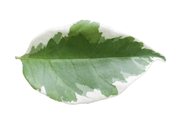 叶子在白色的背景上图片下载