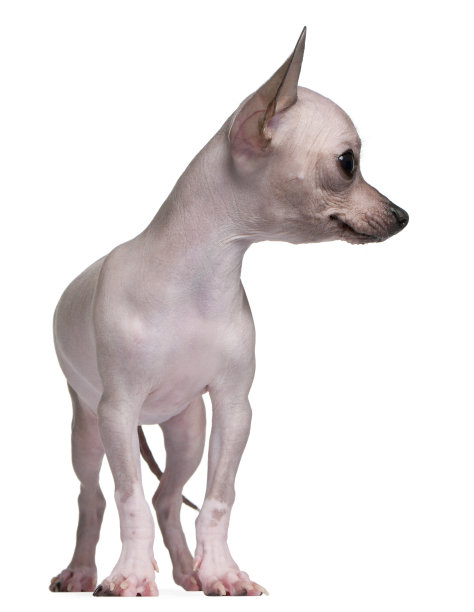 5个月大的无毛吉娃娃站在白色背景前图片下载