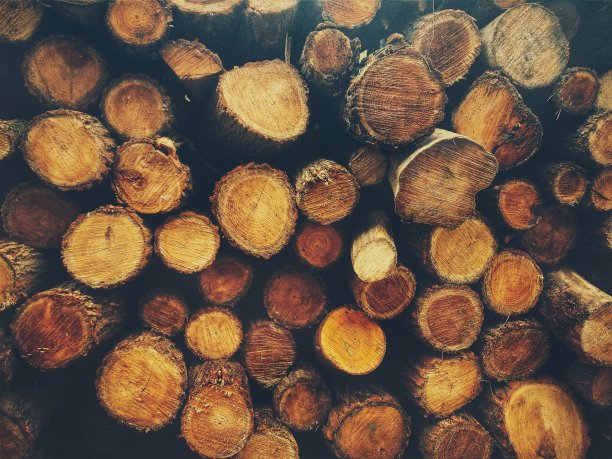 木为冬季图片下载