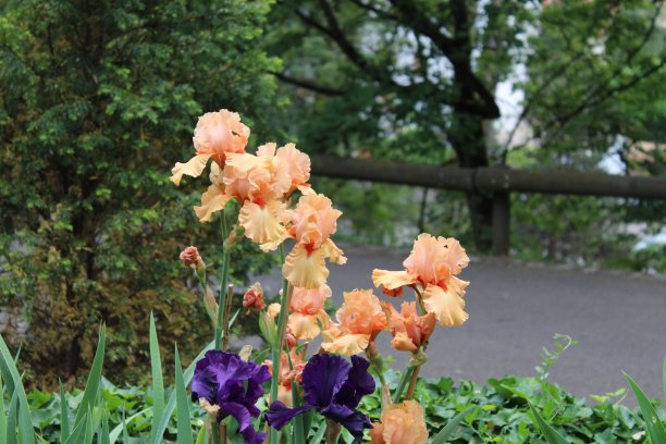 乌林的虹膜节- 2018年5月- chabrieres公园图片下载