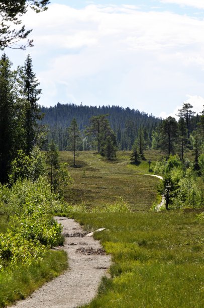 森林的路径图片下载