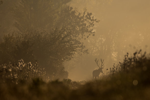 有雾的早晨，马鹿在森林里图片下载