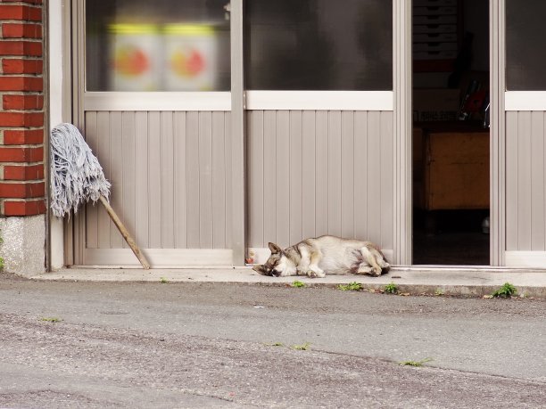 睡狗VH544图片下载