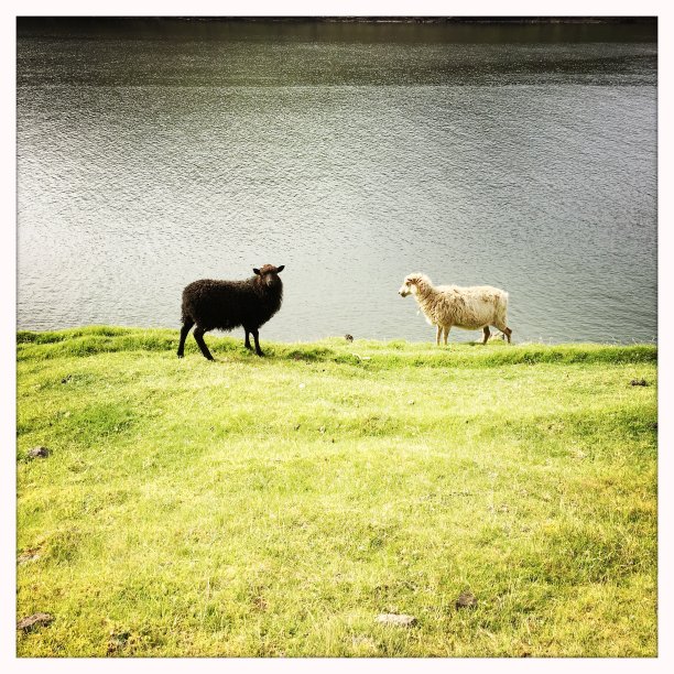 野生法罗羊图片下载
