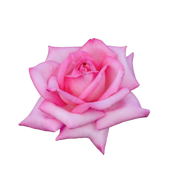 漂亮的粉色玫瑰图片下载