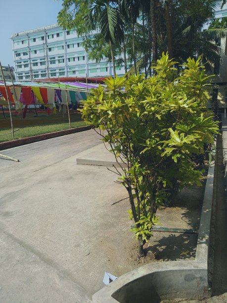 美丽的树图片下载