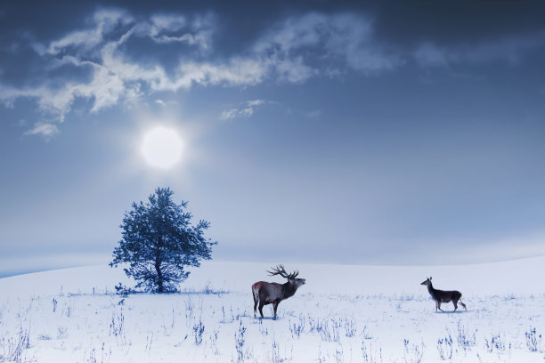 蓝色的冬季景观。孤独的树和野鹿雌雄在雪地里。图片下载