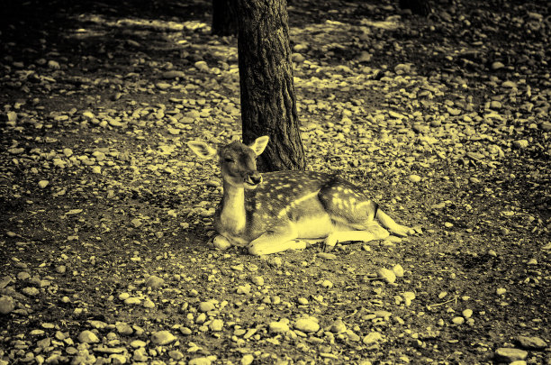 农场里的野鹿图片下载