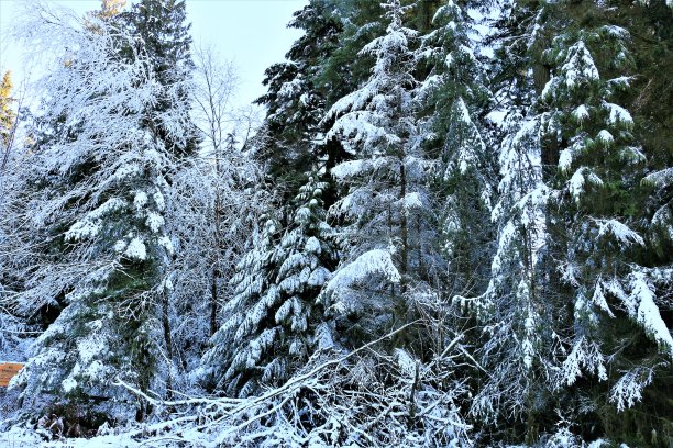 冬季森林图片下载