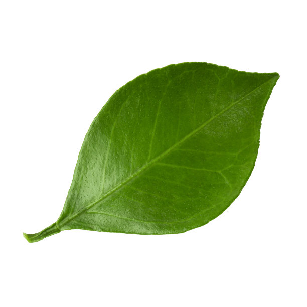 在白色背景上分离的绿色柑橘叶图片下载