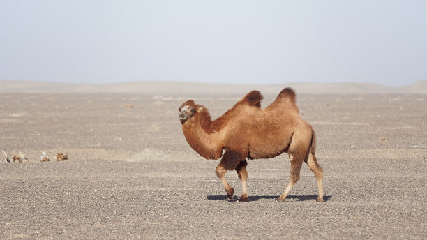 行走在中国西北沙漠或戈壁的双峰驼。运送一个流浪者是真的。图片下载