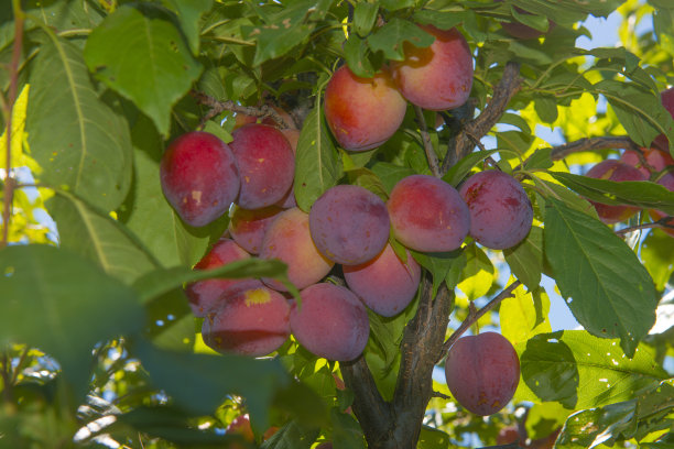 红李子。图片下载