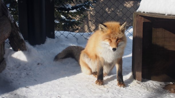 雪域间的狐猴图片下载