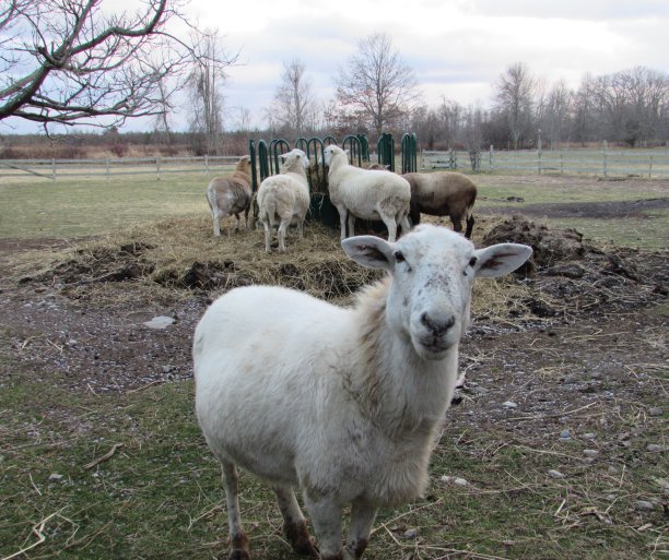 你在跟我说话吗?农场里的羊直视着摄像机图片下载