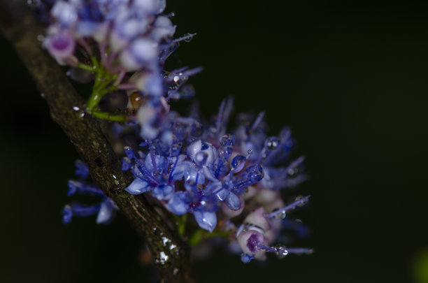 Memecylon umbellatum花图片下载