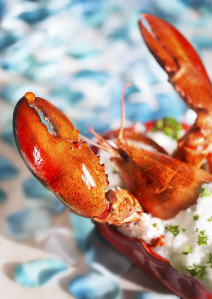 龙虾菜图片下载